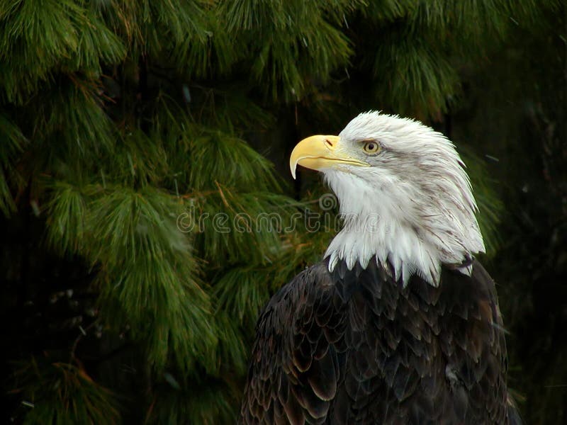 Profile of a Bald Eagle