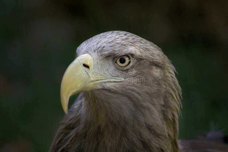 High resolution image of eagle