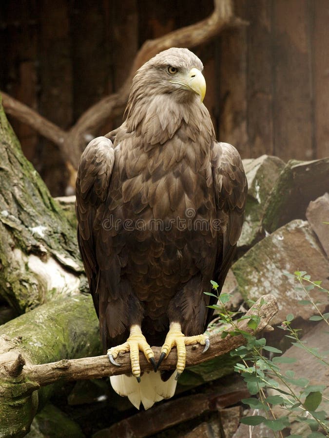 An eagle (Heliaeetus ) sitting on the branch