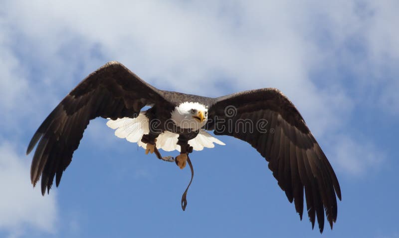 Calvo águila es un volador libremente sobre el su piernas.