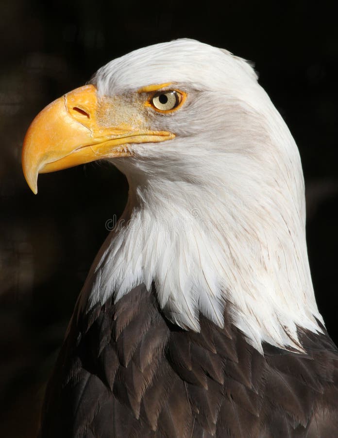 Eagle