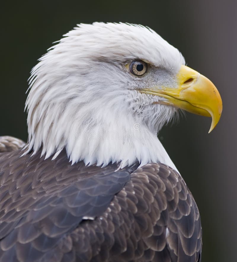Profile view of young eagle.