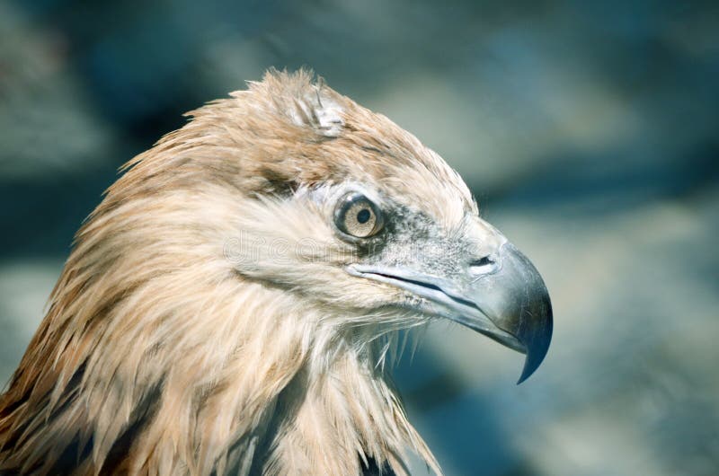 Eagle image libre de droits Eagle image libre de droits