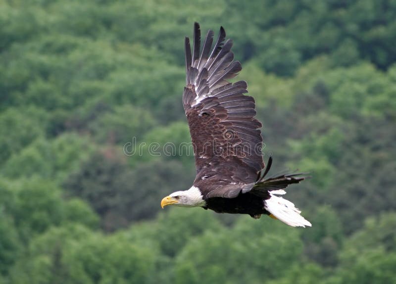 White-tailed eagle durch die Luft Fliegen.