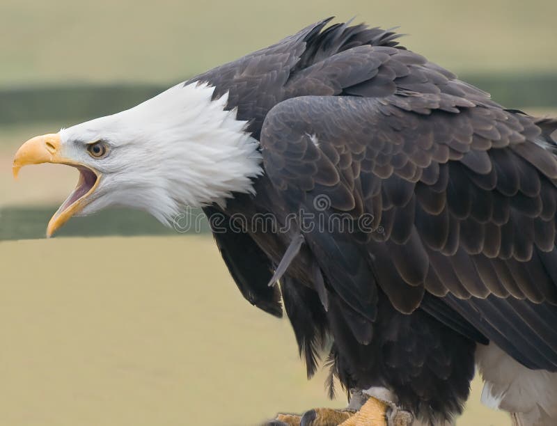 An Eagle at Gauntlet Birds of Prey