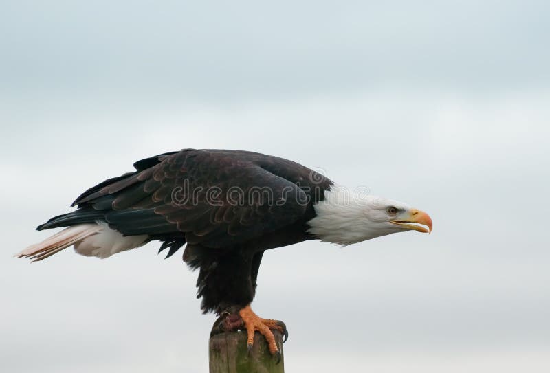 An Eagle ready to take off