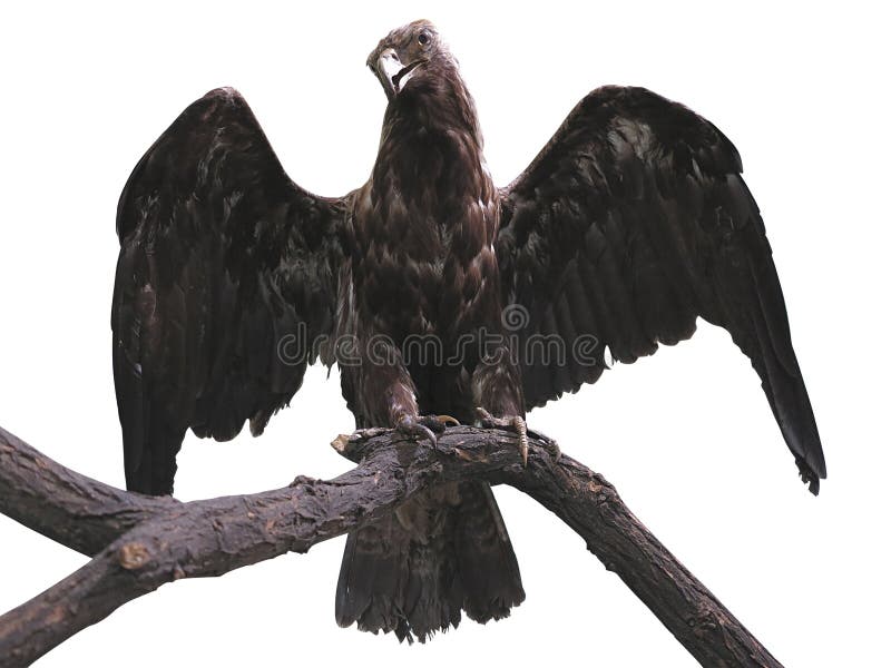 Eagle auf einer Niederlassung mit Flügelverbreitung lokalisiert über Weiß stockfotos Eagle auf einer Niederlassung mit Flügelverbreitung lokalisiert über Weiß stockfotos