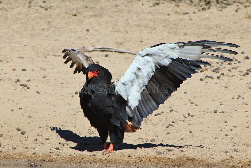 Eagle, Bateleur - African color, pride and plumage