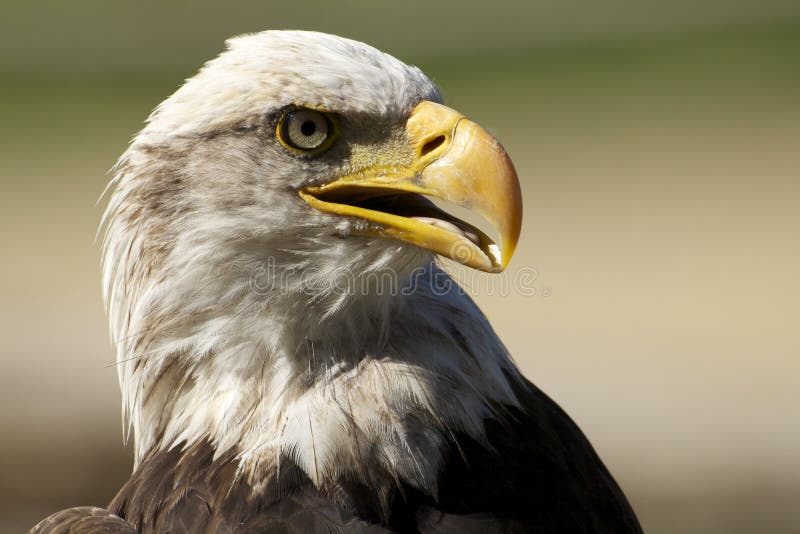 The beautifull eagle in a beauti portraits