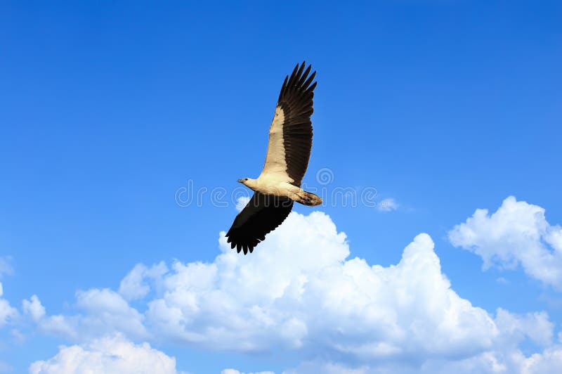 Eagle white bellied flying over the stunning blue sky. Soft focus and blur on bird's head due to fast movement. Eagle white bellied flying over the stunning blue sky. Soft focus and blur on bird's head due to fast movement.