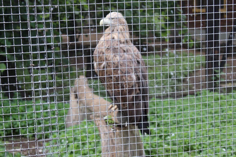 Eagle in a cage in the summer at the Zoo of St. Petersburg stock photo Eagle in a cage in the summer at the Zoo of St. Petersburg stock photo