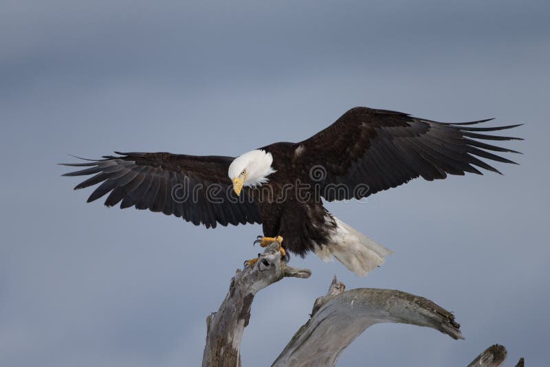 Download Eagle Calvo Encaramado En La Madera De Deriva, Homer Alaska Imagen de archivo - Imagen de mosca, potencia: 42442859