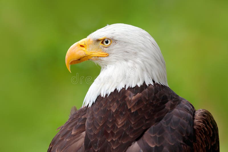 Eagle calvo, leucocephalus del Haliaeetus, ritratto della rapace marrone con la testa di bianco, fattura gialla, simbolo di liber immagini stock