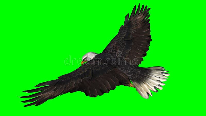 Eagle calvo in mosca - schermo verde fotografia stock libera da diritti Eagle calvo in mosca - schermo verde fotografia stock libera da diritti