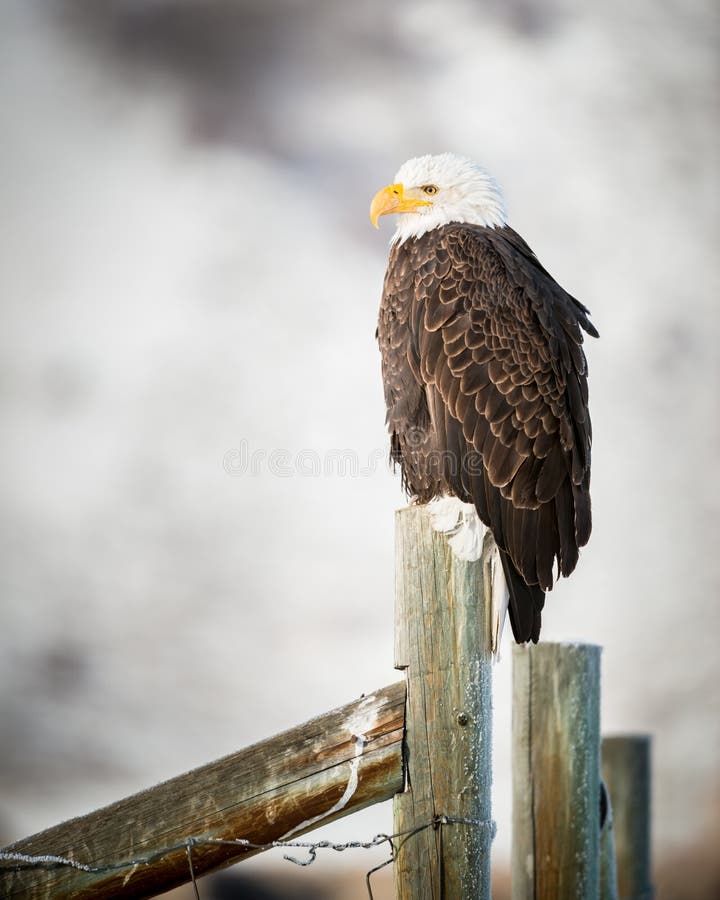 Eagle calvo que se coloca en una cerca, Teton magnífico imagen de archivo
