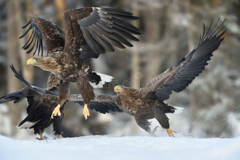 Eagle chase. Eagles action stock photo. Image of open 113216846