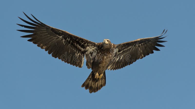 A Juvenile Bald Eagle in flight. A Juvenile Bald Eagle in flight