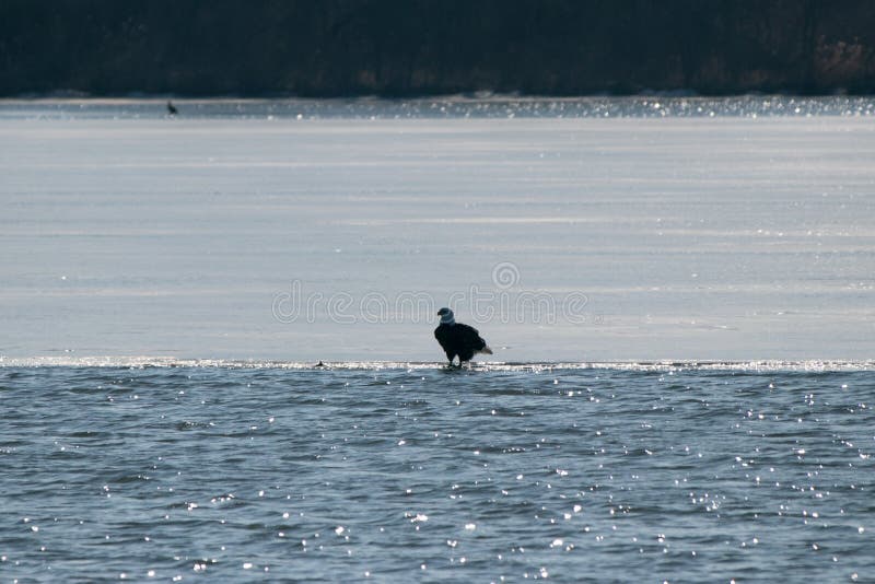 Eagle chauve sur un lac de scintillement image stock Eagle chauve sur un lac de scintillement image stock