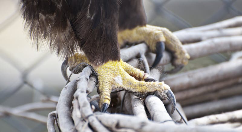 Eagle claws close-up royalty free stock photography Eagle claws close-up royalty free stock photography