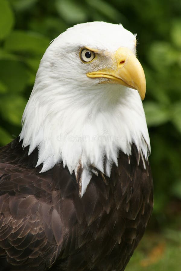 Eagle Closeup