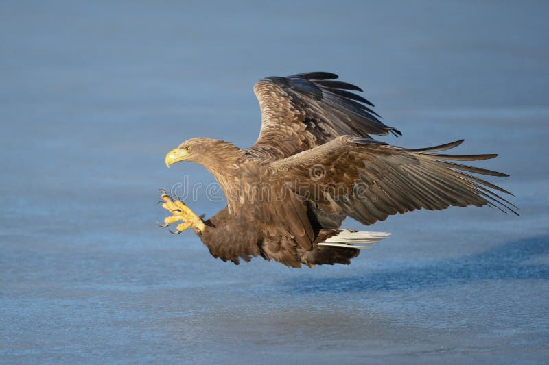Eagle dalla coda bianca immagine stock Eagle dalla coda bianca immagine stock