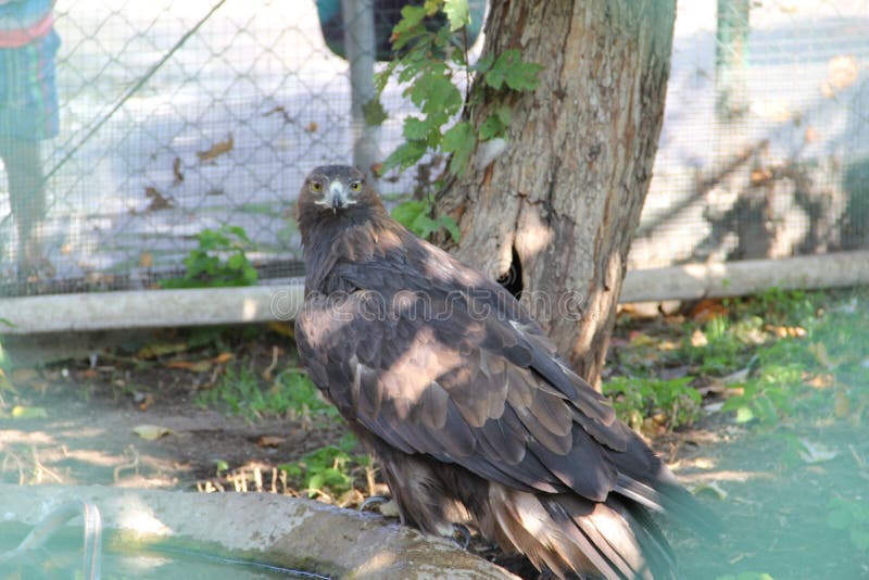 Eagle dans la grille à l'observation de zoo image libre de droits Eagle dans la grille à l'observation de zoo image libre de droits