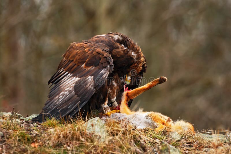Eagle de oro, chrysaetos de Aquila, ave rapaz con el zorro rojo de la matanza en la piedra, foto con el bosque anaranjado borroso foto de archivo Eagle de oro, chrysaetos de Aquila, ave rapaz con el zorro rojo de la matanza en la piedra, foto con el bosque anaranjado borroso foto de archivo