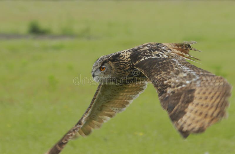 Eagle-de uil op snuffelt rond stock afbeelding Eagle-de uil op snuffelt rond stock afbeelding