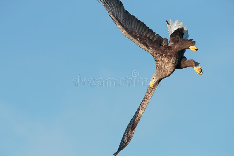 Eagle dykning arkivfoto