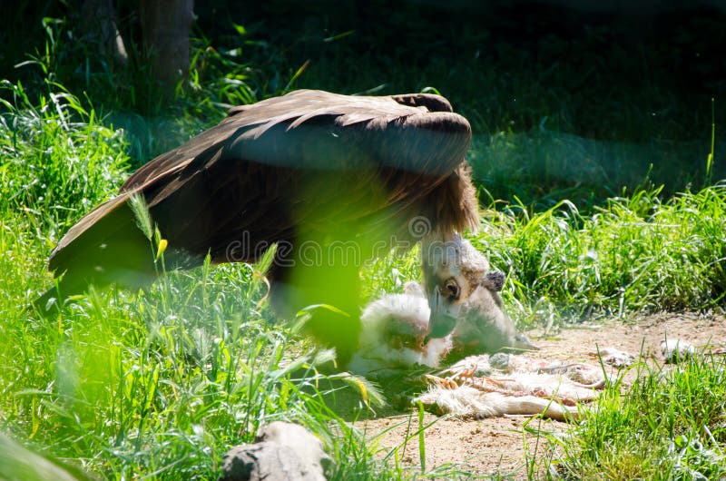 Eagle eat meat in zoo stock image. Image of feathers 85396819