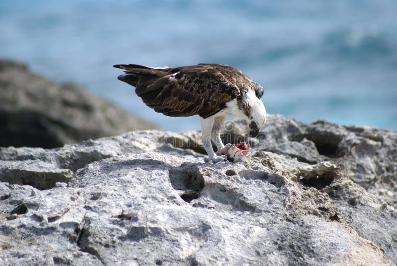 Eagle eating it s hunt stock image. Image of hunted, rock 51978227