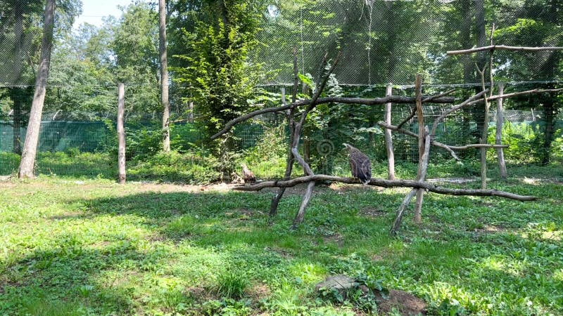 Eagle en zijn luide kreet