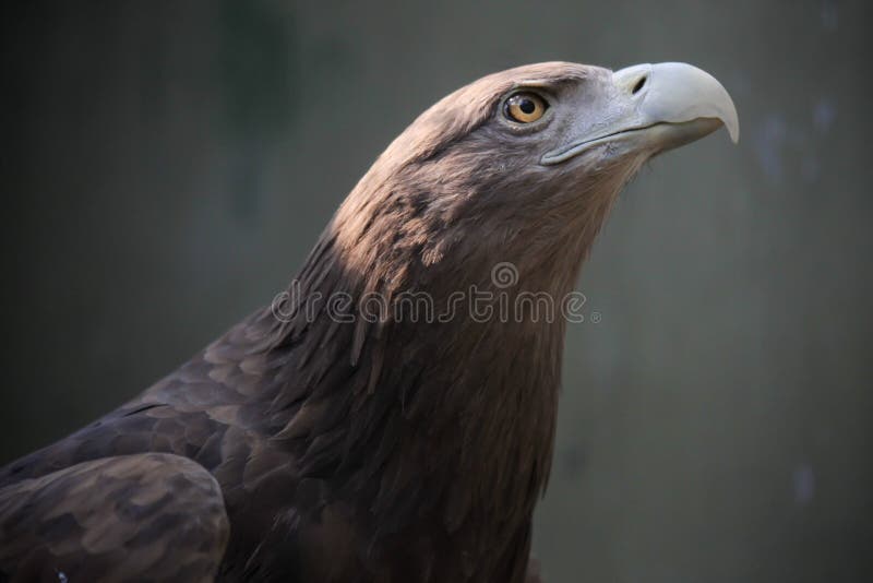 playstation eagle eye