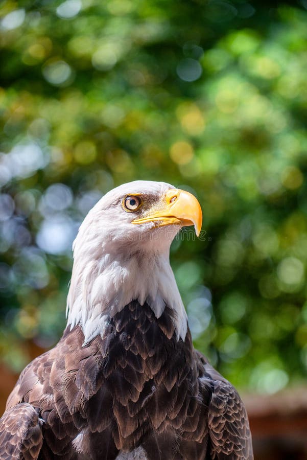 eagles take it to the limit ringtone eagles take it to the limit ringtone