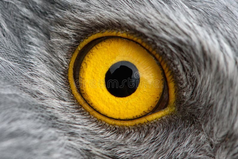 eagle eye free eagle eye free
