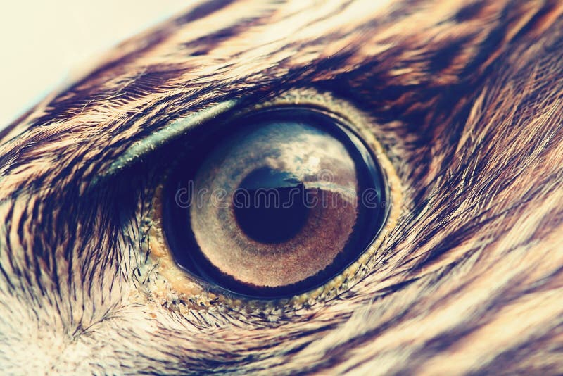 32,148 Eagle Eye Stock Photos - Free & Royalty-Free Stock Photos