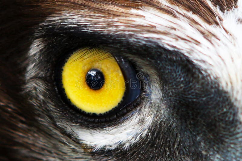 eagle eye free eagle eye free