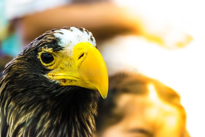 Eagle Eyes stock afbeeldingen Eagle Eyes stock afbeeldingen