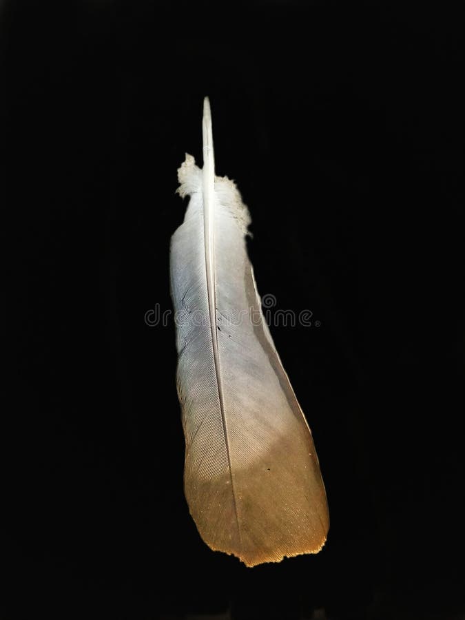 50,365 Eagle Feather Stock Photos Free & RoyaltyFree Stock Photos