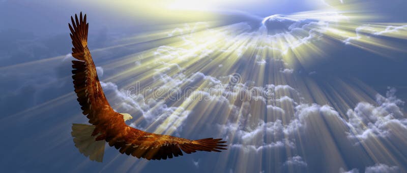Eagle in flight royalty free stock photography