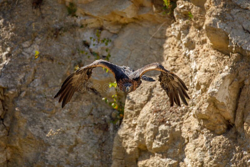 Orel v letu. Orel skalní, Aquila chrysaetos, klouže s široce roztaženým křídlem dolů ze skály. Majestátní pták v krásné přírodě