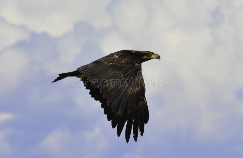 an eagle is fliying at the sky royalty free stock photography an eagle is fliying at the sky royalty free stock photography