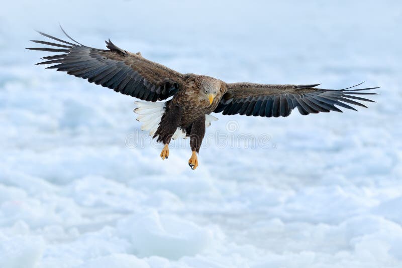 https://thumbs.dreamstime.com/b/eagle-fly-above-sea-ice-winter-scene-bird-prey-big-eagles-snow-sea-flight-white-tailed-eagle-eagle-fly-above-sea-102082111.jpg