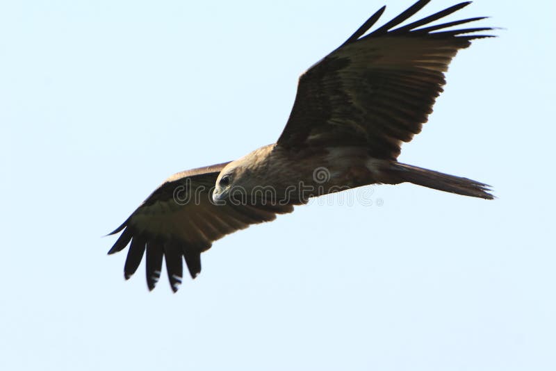 Águila volador mientras alas expandir.