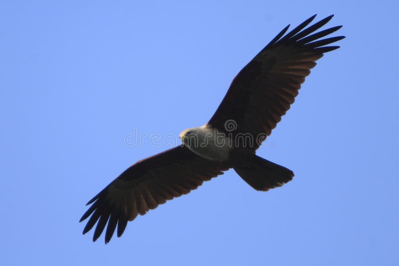 Eagle flying while wings spread