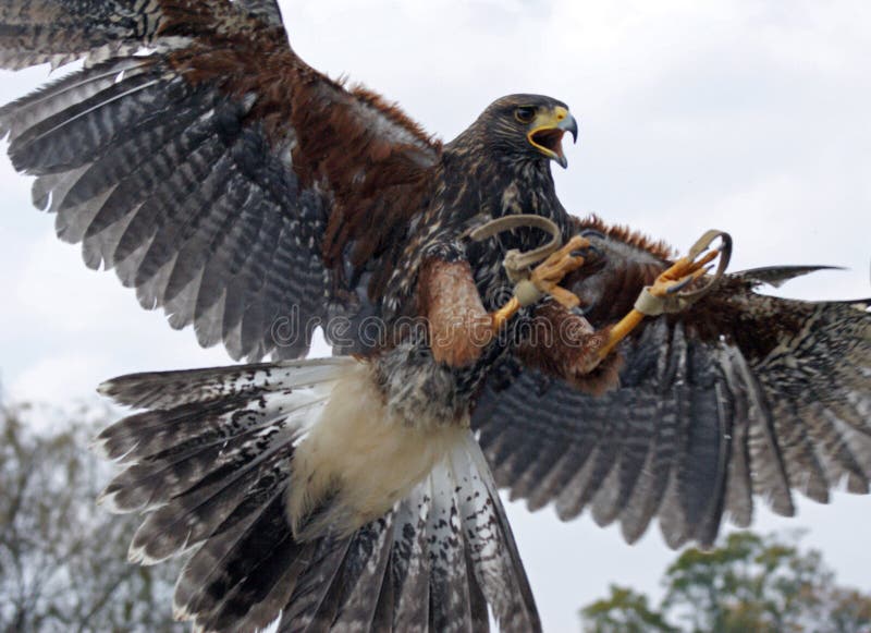 Eagle flying