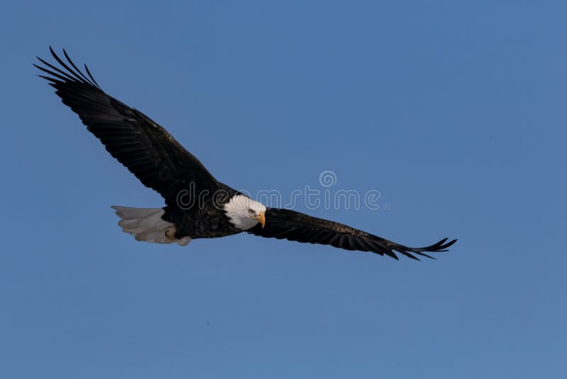 Eagle Flying calvo con la diffusione delle ali immagini stock Eagle Flying calvo con la diffusione delle ali immagini stock