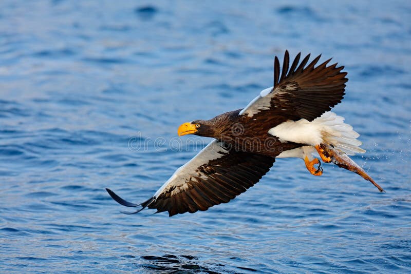 Eagle flying with fish. Beautiful Steller`s sea eagle, Haliaeetus pelagicus, flying bird of prey, with blue sea water, Kamchatka