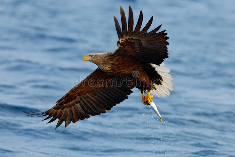 Eagle flying with fish. Beautiful , White-tailed Eagle, Haliaeetus albicilla, flying bird of prey, with sea in background