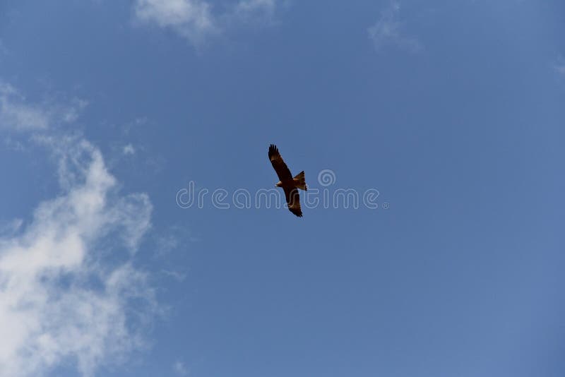Eagle flying high in the sky. stock image Eagle flying high in the sky. stock image